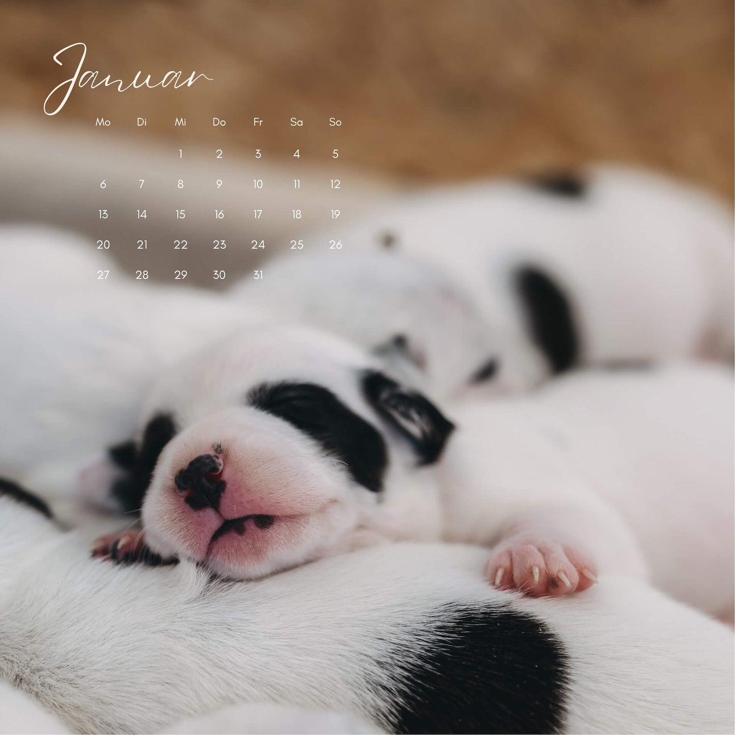 KALENDER 2025 - PANDA - KLEIN (limitiert)